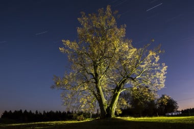 Strom roku 2016 Lipka