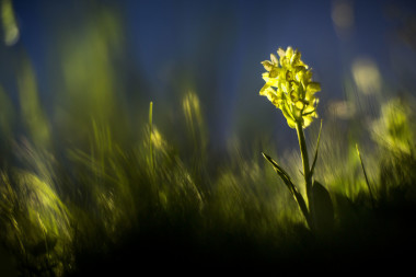 Orchidejová louka Polánka