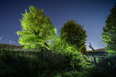 Třísetletá hrušeň v Rybníku