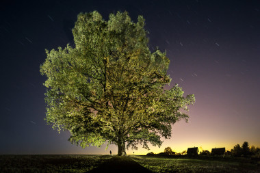 Dub a velryba Horní Jelení