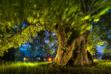 Památná lípa, Sedloňov