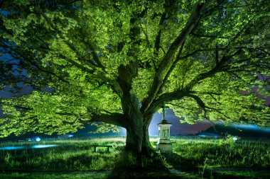 Lípa u Izidora, Nový Hrádek