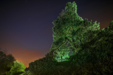 Svídnická borovice a zlaté časy