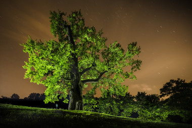 Žižkův dub, Myšlín