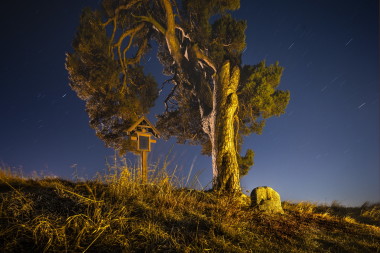 Smírčí borovice, U Korbela