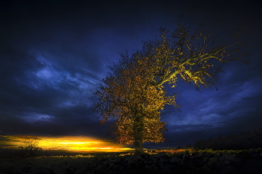 Hruška v širém poli, strom roku 2023, Mrákotín